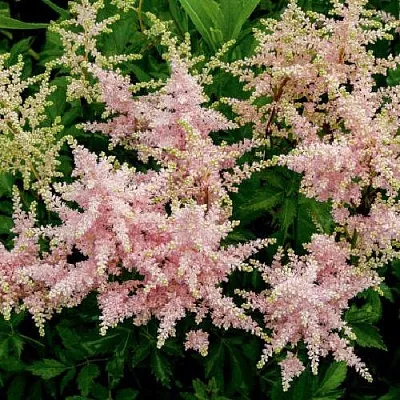 Астильба СЕСТРА ТЕРЕЗА Арендса  Астильба СЕСТРА ТЕРЕЗА Арендса в Полоцке