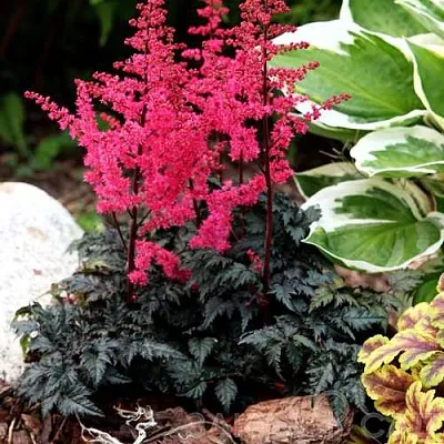 Астильба МУЛЕН РУЖ курчавая  Астильба МУЛЕН РУЖ курчавая в Полоцке