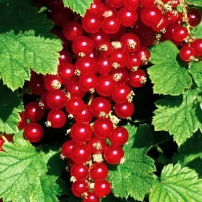 Смородина красная РЕД ЛЕЙК  Смородина красная РЕД ЛЕЙК в Полоцке