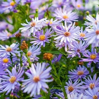 Астра ЛИТТЛ КАРЛОУ сердцелистная  Астра ЛИТТЛ КАРЛОУ сердцелистная в Полоцке