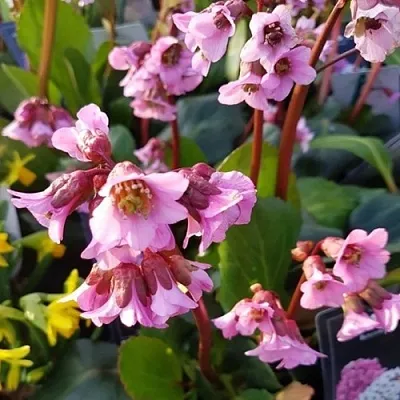 Бадан БЭБИ ДОЛЛ  Бадан БЭБИ ДОЛЛ в Полоцке