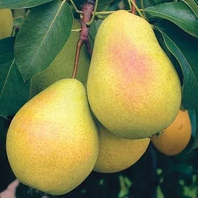 Груша МЛИЕВСКАЯ РАННЯЯ  Груша МЛИЕВСКАЯ РАННЯЯ в Полоцке