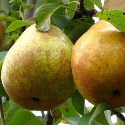 Груша БЕЛОРУСКА  Груша БЕЛОРУСКА в Полоцке