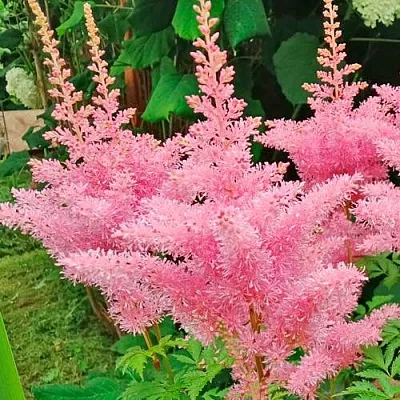 Астильба ЭДЕНС ОДИССЕЙ Арендса  Астильба ЭДЕНС ОДИССЕЙ Арендса в Полоцке