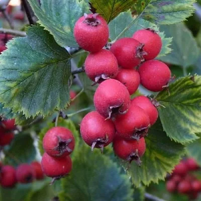 Боярышник АРНОЛЬДА  Боярышник АРНОЛЬДА в Полоцке