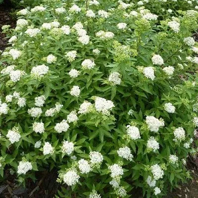 Спирея АЛЬБИФЛОРА японская  Спирея АЛЬБИФЛОРА японская в Полоцке