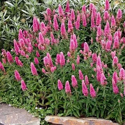 Вероника РОЗЕА колосковая  Вероника РОЗЕА колосковая в Полоцке