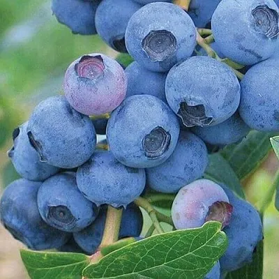 Голубика ЭРЛИБЛЮ  Голубика ЭРЛИБЛЮ в Полоцке