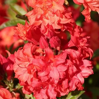 Азалия ФОЙЕРКОПФЕН крупноцветковая  Азалия ФОЙЕРКОПФЕН крупноцветковая в Полоцке