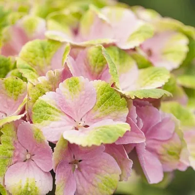 Гортензия МЭДЖИКАЛ КРИСТАЛЛ крупнолистная  Гортензия МЭДЖИКАЛ КРИСТАЛЛ крупнолистная в Полоцке