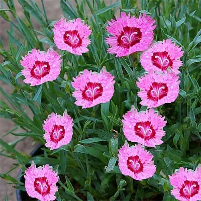 саженцы гвоздики саженцы гвоздики