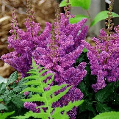 Астильба БЛЭК ЭНД БЛУ китайская  Астильба БЛЭК ЭНД БЛУ китайская в Полоцке