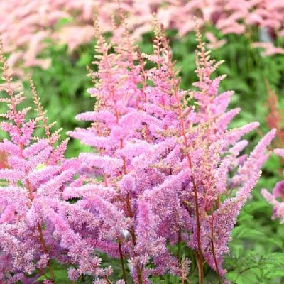 Астильба АМЕРИКА Арендса  Астильба АМЕРИКА Арендса в Полоцке