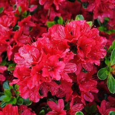 Азалия ХИНО КРИМСОН японская  Азалия ХИНО КРИМСОН японская в Полоцке