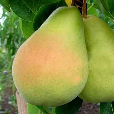 Груша ВИКТОРИЯ  Груша ВИКТОРИЯ в Полоцке