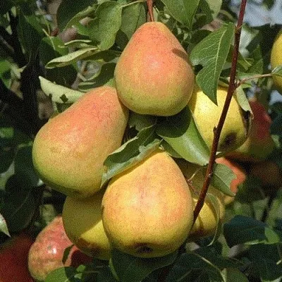 Груша СЕВЕРЯНКА  Груша СЕВЕРЯНКА в Полоцке