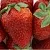 Клубника ФЛАМИНИЯ в Полоцке