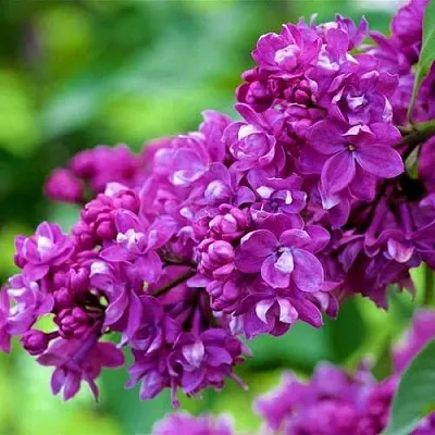 Сирень ОГНИ ДОНБАССА  Сирень ОГНИ ДОНБАССА в Полоцке