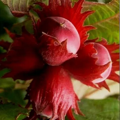 Фундук БАГРЯНЕЦ  Фундук БАГРЯНЕЦ в Полоцке