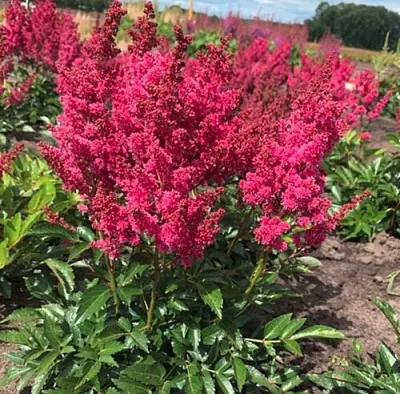 Астильба ЛАКИ ДЕЙ Арендса  Астильба ЛАКИ ДЕЙ Арендса в Полоцке