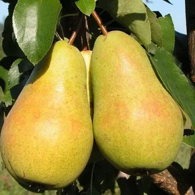 Груша ЧИЖОВСКАЯ  Груша ЧИЖОВСКАЯ в Полоцке