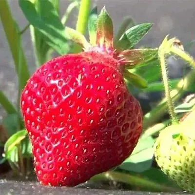 Клубника ХОНЕЙ в Полоцке