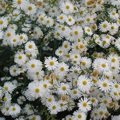 Болтония СНОУБЭНК  Болтония СНОУБЭНК в Полоцке