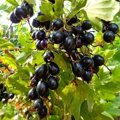 Смородина золотистая ОВАЛЬНАЯ  Смородина золотистая ОВАЛЬНАЯ в Полоцке