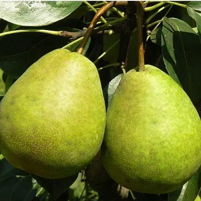 Груша ЛАГОДНАЯ  Груша ЛАГОДНАЯ в Полоцке