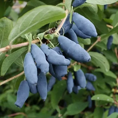Жимолость съедобная ТОМИ японская  Жимолость съедобная ТОМИ японская в Полоцке