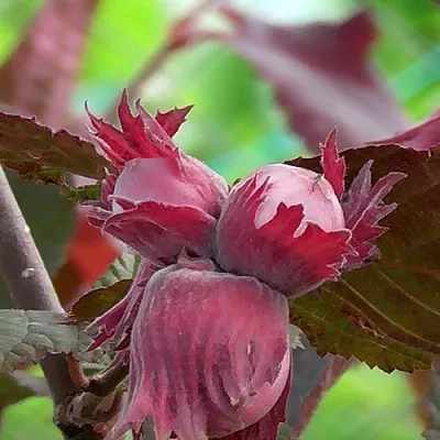 Фундук КАРДИНАЛ  Фундук КАРДИНАЛ в Полоцке