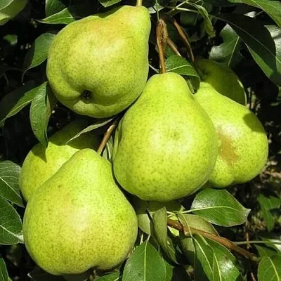 Груша АВГУСТОВСКАЯ РОСА  Груша АВГУСТОВСКАЯ РОСА в Полоцке