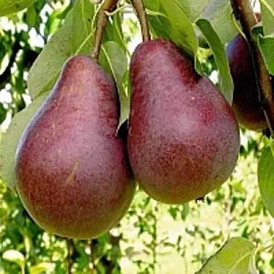 Груша с красной мякотью КРАСНАЯ ИЗ СААРЕМА  Груша с красной мякотью КРАСНАЯ ИЗ СААРЕМА в Полоцке
