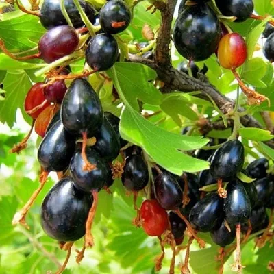 Смородина золотистая БОКАЛИНСКАЯ  Смородина золотистая БОКАЛИНСКАЯ в Полоцке