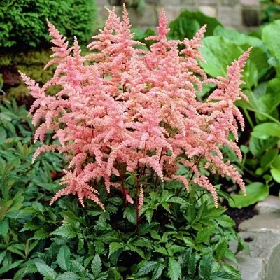 Астильба БРЕССИНГЕМ БЬЮТИ Арендса  Астильба БРЕССИНГЕМ БЬЮТИ Арендса в Полоцке