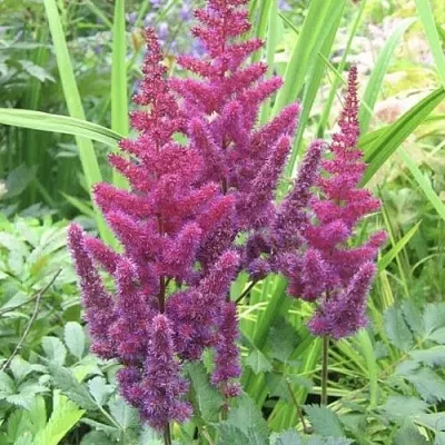 Астильба КАРАОКЕ ПАРТИ китайская  Астильба КАРАОКЕ ПАРТИ китайская в Полоцке