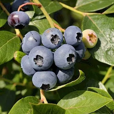 Голубика ШАНТЕКЛЕР  Голубика ШАНТЕКЛЕР в Полоцке