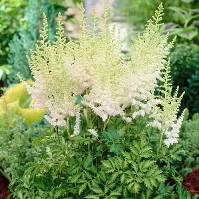 Астильба МИЛК ЭНД ХАНИ китайская  Астильба МИЛК ЭНД ХАНИ китайская в Полоцке