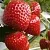 Клубника АРГЕНТЕРА в Полоцке