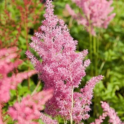 Астильба РЕЙНЛЕНД японская  Астильба РЕЙНЛЕНД японская в Полоцке