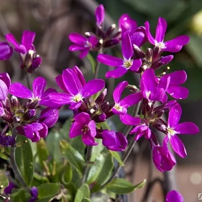 Арабис РОУЗ делайт  Арабис РОУЗ делайт в Полоцке