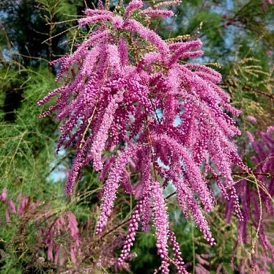 Тамарикс ПИНК КАСКАД  Тамарикс ПИНК КАСКАД в Полоцке