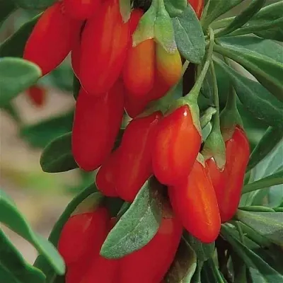 Годжи ВЯЧЕСЛАВ  Годжи ВЯЧЕСЛАВ в Полоцке