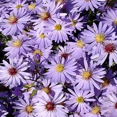 Астра БЛЮ ХЕВЕН сердцелистная  Астра БЛЮ ХЕВЕН сердцелистная в Полоцке