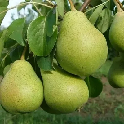 Груша СВЕРДЛОВЧАНКА  Груша СВЕРДЛОВЧАНКА в Полоцке