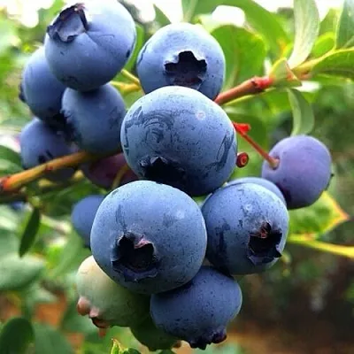 Голубика ДЮК  Голубика ДЮК в Полоцке