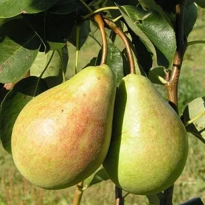 Груша ДУХМЯНАЯ  Груша ДУХМЯНАЯ в Полоцке