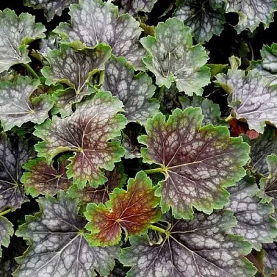 Гейхера МАРВЕЛОС МАРБЛ СИЛЬВЕР  Гейхера МАРВЕЛОС МАРБЛ СИЛЬВЕР в Полоцке