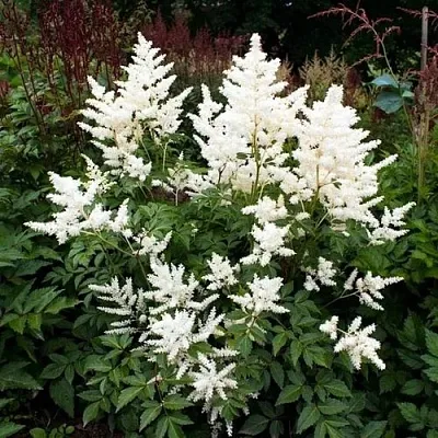 Астильба ДОЙЧЛАНД японская  Астильба ДОЙЧЛАНД японская в Полоцке