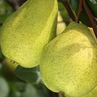 Груша СКАЗОЧНАЯ  Груша СКАЗОЧНАЯ в Полоцке